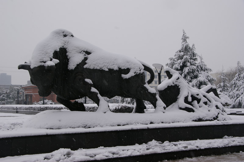 校园雪景之十