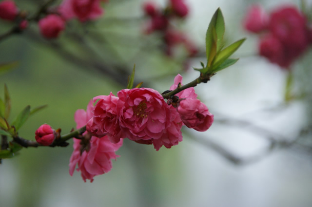 校园美景