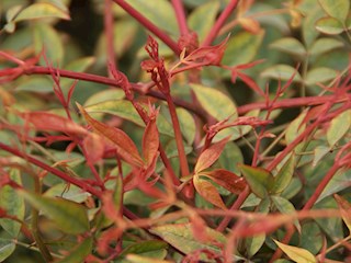 校园美景之十二