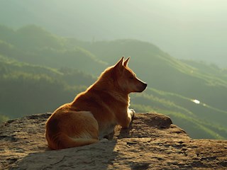 （崇恩华）守候