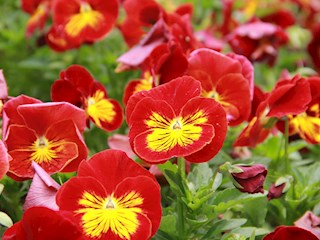 （孙瑜春）盛装